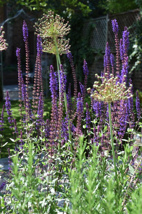 Salvia and Alliums